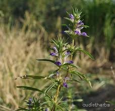 Blepharis linariaefolia fullplant3.jpg
